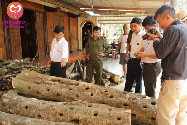 khai_thác_trầm-01